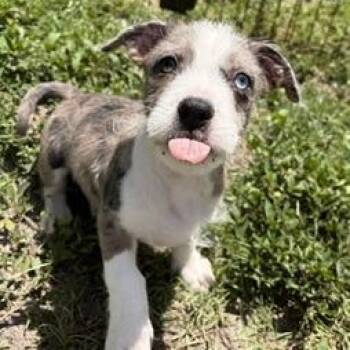 Sokka -  Mixed Breed Dog for Adoption in Lehigh Acres, Florida - Sokka | PetCurious