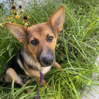 Rescue German Shepherd Dog Dogs for Adoption in Tulsa, Oklahoma - Carrot | PetCurious