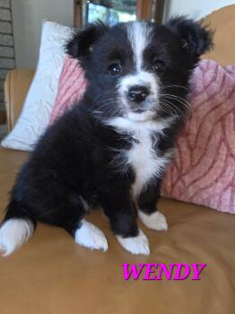 Pomapoo and Border Collie Dogs Available for Adoption in Armada, Michigan - Wendy And Winston | PetCurious