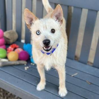 Mixed Breed Dogs Available for Adoption - Glow Stick | PetCurious