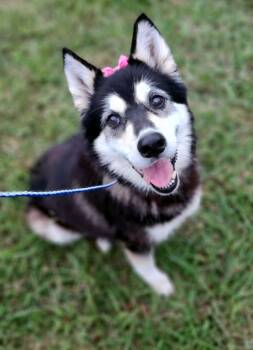 Rescue Siberian Husky Dogs for Adoption in Cleveland, Tennessee - Priscilla | PetCurious