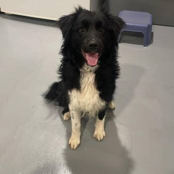 Australian Shepherd Dogs Available for Adoption in Chanute, Kansas - Frank | PetCurious