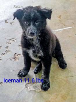 Iceman -  Australian Cattle Dog Blue Heeler Dog for Adoption in Salamanca, New York - Iceman | PetCurious