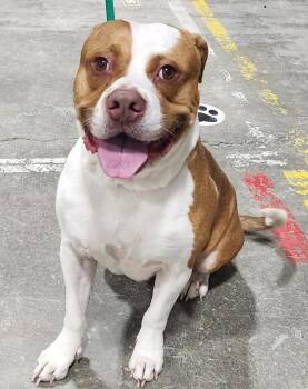 Wally -  Pit Bull Terrier Dog for Adoption in Billings, Montana - Wally | PetCurious