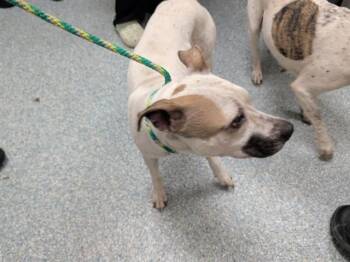 CURLY -  Pit Bull Terrier and Mixed Breed Dog for Adoption in Rowlett, Texas - CURLY | PetCurious
