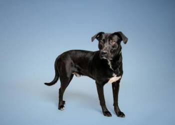 Roscoe -  Mixed Breed Dog for Adoption in Sevierville, Tennessee - Roscoe | PetCurious