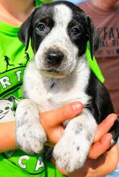 Hank -  Labrador Retriever and Terrier Dog for Adoption in El Dorado, Arkansas - Hank | PetCurious