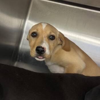 Luvy Waffle -  Mixed Breed Dog for Adoption in Corbin, Kentucky - Luvy Waffle | PetCurious