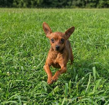Charlotte -  Chihuahua Dog for Adoption in Richmond, Kentucky - Charlotte | PetCurious