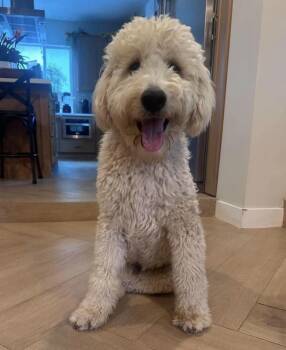 Skippy -  Goldendoodle Dog for Adoption in Mission Viejo, California - Skippy | PetCurious