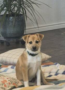 Rescue Corgi and Dachshund Dogs for Adoption in Mathis, Texas - Dax | PetCurious