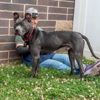 Mixed Breed Dogs Available for Adoption in Chamblee, Georgia - Scottire | PetCurious