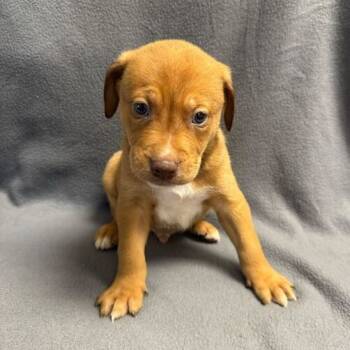 Rescue Labrador Retriever Dogs for Adoption in San Antonio, Texas - Lurch | PetCurious