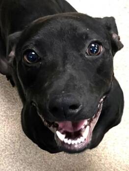 Ebony -  Pit Bull Terrier Dog for Adoption in Brenham, Texas - Ebony | PetCurious