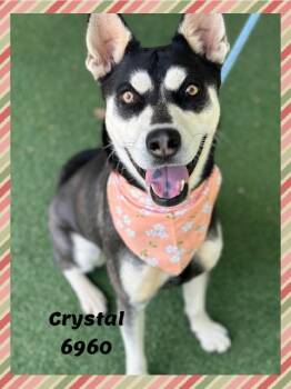 Siberian Husky Dogs Available for Adoption in Marietta, Georgia - CRYSTAL | PetCurious
