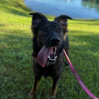 Raven -  Shepherd Dog for Adoption in Daphne, Alabama - Raven | PetCurious