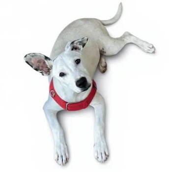 Rescue Terrier Dogs for Adoption in Grand Bay, Alabama - Tito | PetCurious