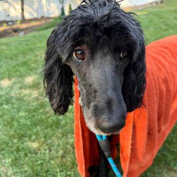 Avery -  Sheep Dog and Poodle Dog for Adoption in Alma, Wisconsin - Avery | PetCurious