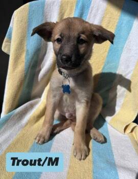 Shepherd and Great Pyrenees Dogs Available for Adoption in Hillside, Illinois - Trout | PetCurious