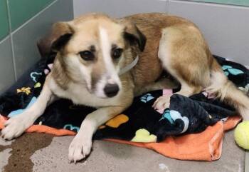 Border Collie and Mixed Breed Dogs Available for Adoption in Houston, Texas - BEA | PetCurious
