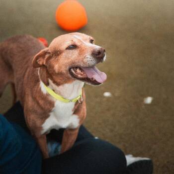 Yuna -  Terrier Dog for Adoption in San Diego, California - Yuna | PetCurious