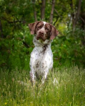 English Pointer Dogs Available for Adoption in Bridgeport, Connecticut - Tahoe | PetCurious