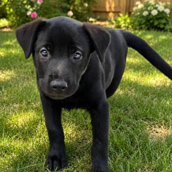 Kelly -  Mixed Breed Dog for Adoption in Medford, Oregon - Kelly | PetCurious