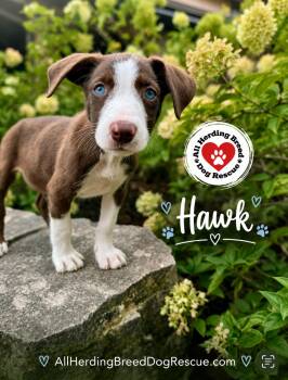 Hawk -  Border Collie Dog for Adoption in Joliet, Illinois - Hawk | PetCurious