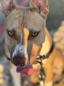Pit Bull Terrier Dogs Available for Adoption - Loki | PetCurious