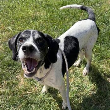 Pebble -  Hound and Mixed Breed Dog for Adoption in Lyndhurst, Virginia - Pebble | PetCurious