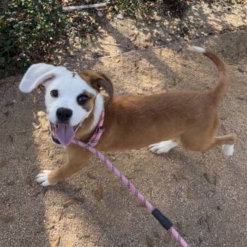 Rescue Boxer and Pit Bull Terrier Dogs for Adoption in Beaumont, Texas - Shelby | PetCurious