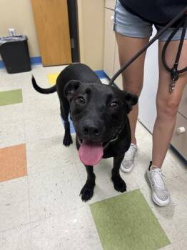 Angel -  Pit Bull Terrier and German Shepherd Dog Dog for Adoption in Sioux City, Iowa - Angel | PetCurious