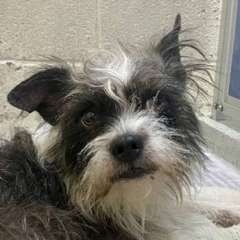 Soloman -  Terrier and Mixed Breed Dog for Adoption in Erie, Pennsylvania - Soloman | PetCurious