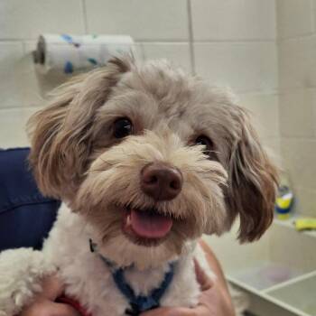 Charlie -  Havanese and Miniature Poodle Dog for Adoption in Zanesville, Ohio - Charlie | PetCurious