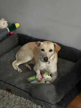 Mixed Breed Dogs Available for Adoption - STEVIE | PetCurious