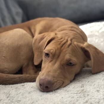 Staffordshire Bull Terrier and Beagle Dogs Available for Adoption - Cheese D9831 | PetCurious