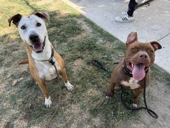 Rescue Pit Bull Terrier Dogs for Adoption in Eagle, Idaho - Jerry **Courtesy Post. Out Of Town Pet. See Below For Details** | PetCurious