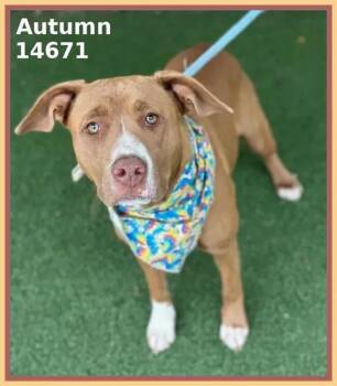 Rescue Pit Bull Terrier Dogs for Adoption in Marietta, Georgia - Autumn (48) | PetCurious