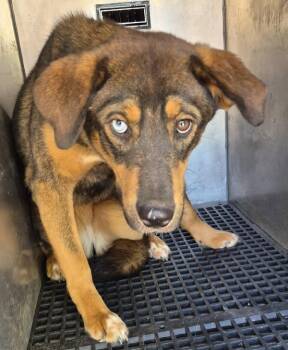 Shepherd Dogs Available for Adoption in Lawrenceville, Georgia - Pen 179c Navy | PetCurious