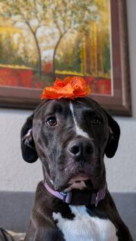 Turk (SRGDRR) -  Great Dane and Black Labrador Retriever Dog for Adoption in Austin, Texas - Turk (SRGDRR) | PetCurious