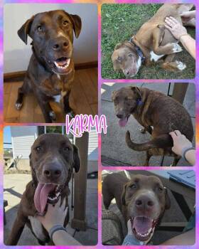 Rescue Mixed Breed Dogs for Adoption in Lancaster, New York - Karma | PetCurious