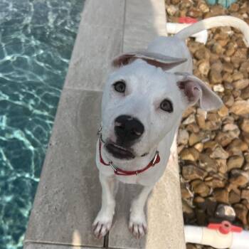Slim Shady -  American Staffordshire Terrier Dog for Adoption in Klein, Texas - Slim Shady | PetCurious