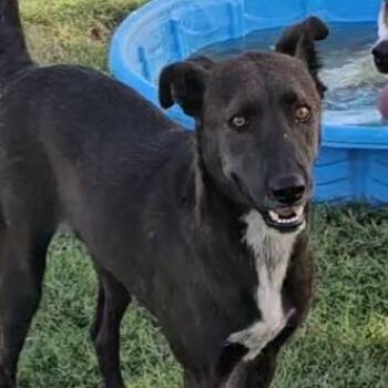 Rescue Hound and Mixed Breed Dogs for Adoption in Midland, Texas - Cannoli/Fenir | PetCurious