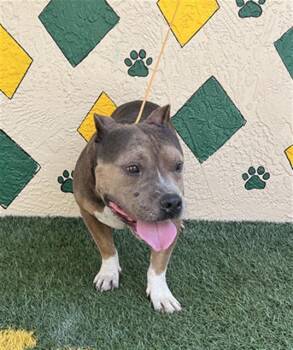 WILLIE -  American Bulldog and Mixed Breed Dog for Adoption in Winter Haven, Florida - WILLIE | PetCurious