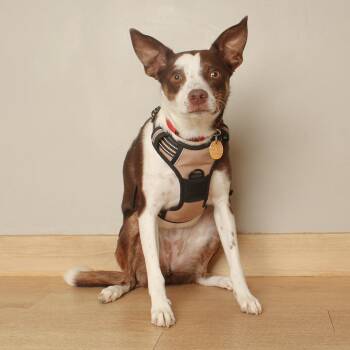 Tilley D65664 -  Shepherd and Mixed Breed Dog for Adoption in Minnetonka, Minnesota - Tilley D65664 | PetCurious
