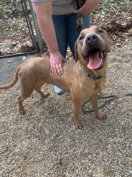 Rescue Coonhound and Mastiff Dogs for Adoption in Fennville, Michigan - Jethro | PetCurious