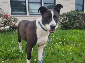 Border Collie and Pit Bull Terrier Dogs Available for Adoption in Mckinleyville, California - MARGOT | PetCurious