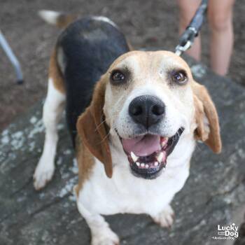 Beagle Dogs Available for Adoption in Washington, District Of Columbia - Kermit | PetCurious
