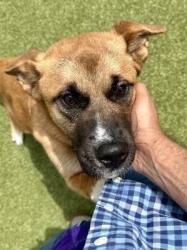 Mixed Breed Dogs Available for Adoption in Wichita, Kansas - Princess Bubblegum | PetCurious