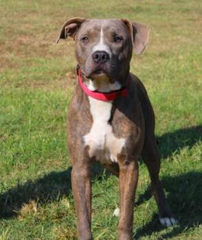 ShamRock -  Pit Bull Terrier and Mixed Breed Dog for Adoption in Conway, Arkansas - ShamRock | PetCurious
